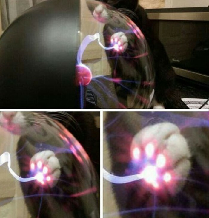 5. Вот что происходит, когда кошка касается светильника "плазменный шар"