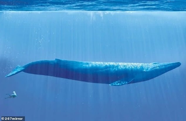 4. Все знают, что синие киты являются крупнейшими животными на планете, но одно дело знать и другое — увидеть его рядом с человеком...