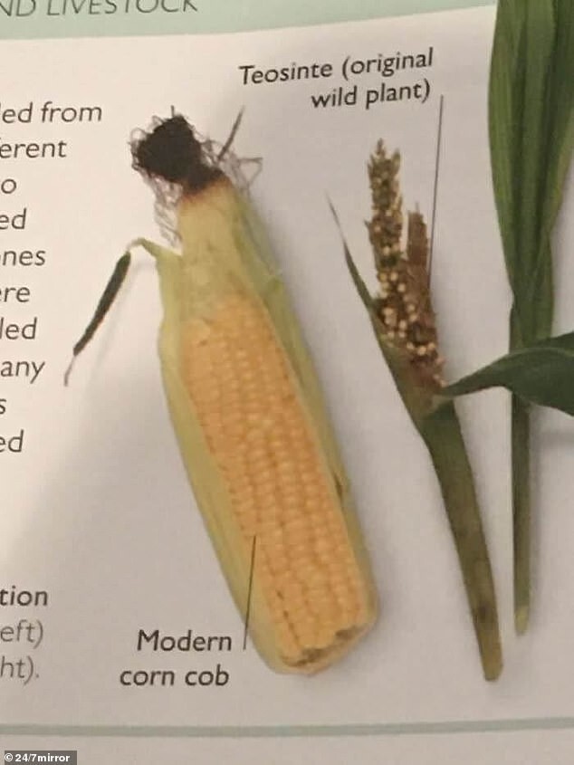 2. Кукуруза, которая зародилась на территории современной Мексики, выглядела немного иначе (справа), чем ее современный потомок (слева)