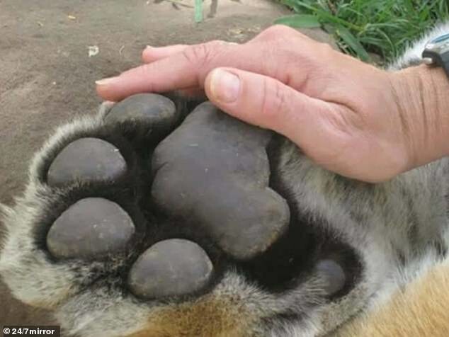6. Сравнение тигриной лапы и руки человека