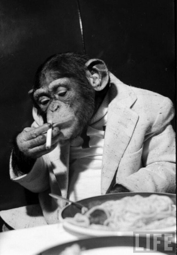 Шимпанзе Зиппи, исполняющий роль Читы в телесериале про Тарзана во второй половине 50-х гг.