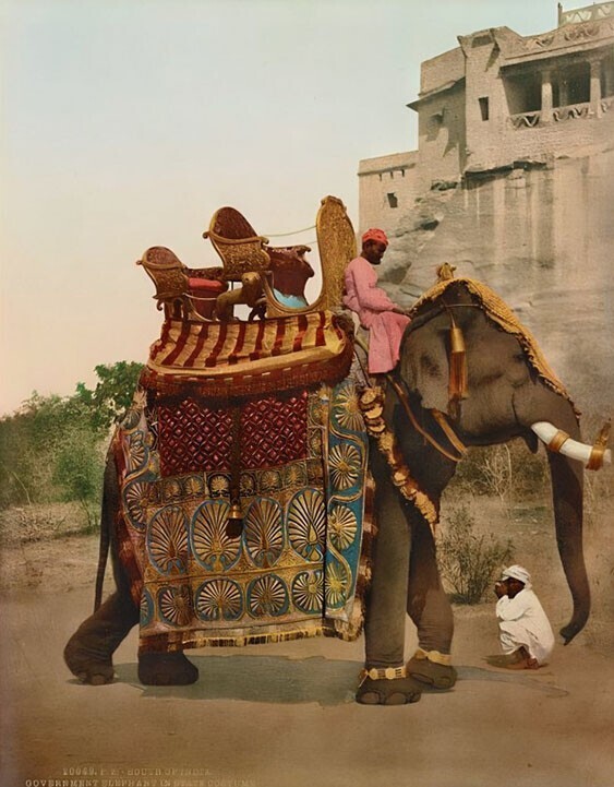 Правительственный слон в праздничной упряжи. Индия, около 1900 года