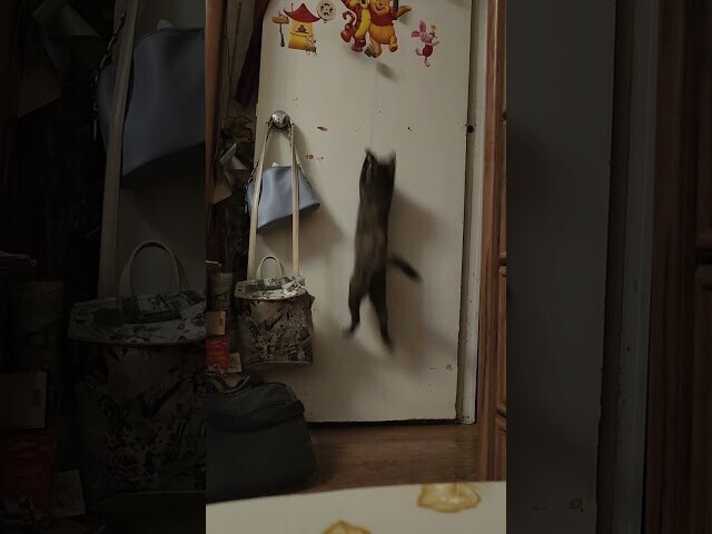Домашняя кошка-попрыгушка 