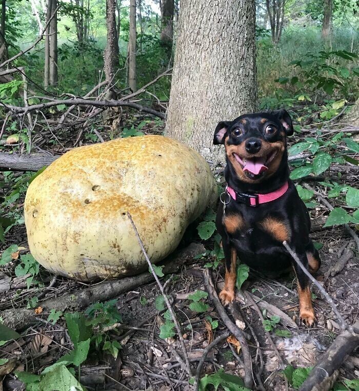 6. "Да, наша собака нашла гигантский гриб в лесу. Нет, она его не ела, она просто всегда сумасшедшая"