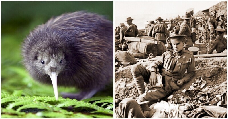 Почему новозеландцы зовут себя "киви"