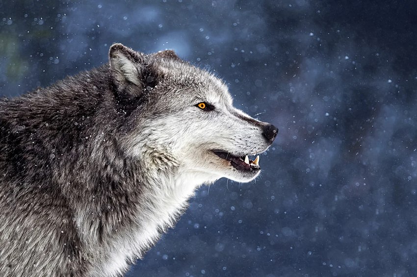 Лиса, медведь, волк и заяц: как в русском языке появились названия самых известных лесных зверей