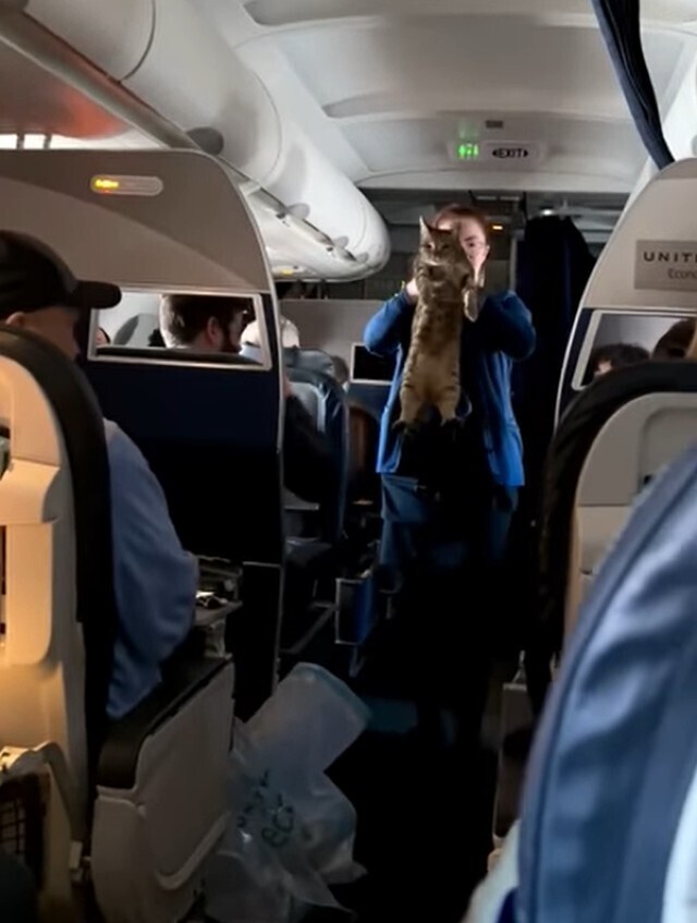 Кошка навела шуму в самолёте во время рейса