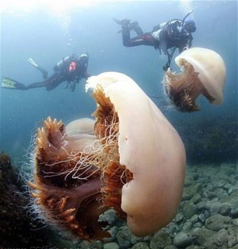 Она в 2 раза больше синего кита: интересные факты о гигантской медузе Цианее