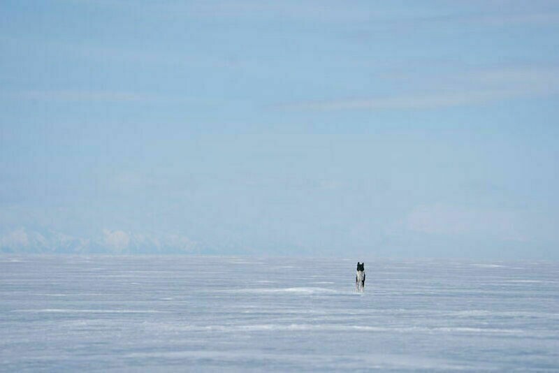 Фотограф отправился искать тюленей на Байкале, и вот что из этого вышло