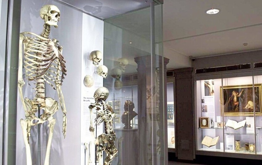 Скелет гиганта, который боялся стать музейным экспонатом, спустя три века похоронят