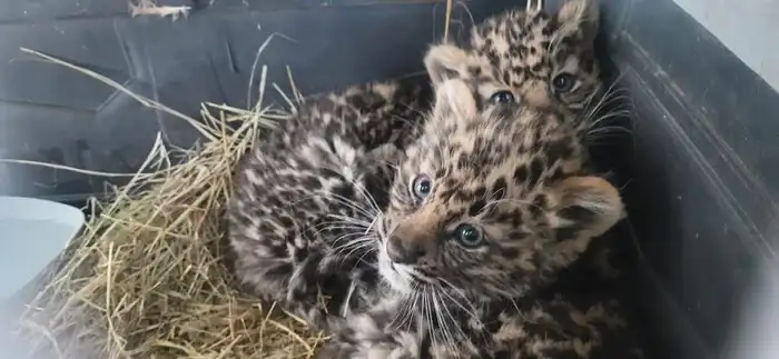 Маленьких леопардов спасли в Приморье