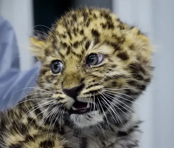 Маленьких леопардов спасли в Приморье