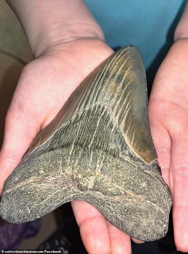 9-летний палеонтолог нашла гигантский зуб мегалодона