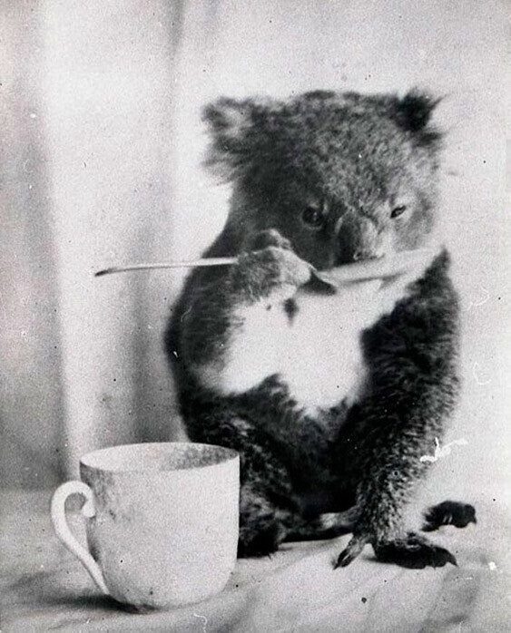 Коала пьет из ложки, Австралия, 1900 год