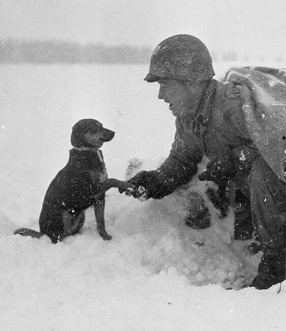 Американский солдат пожимает лапу собаке в Люксембурге. Фото сделано во время битвы при Арденнах, 1944 год