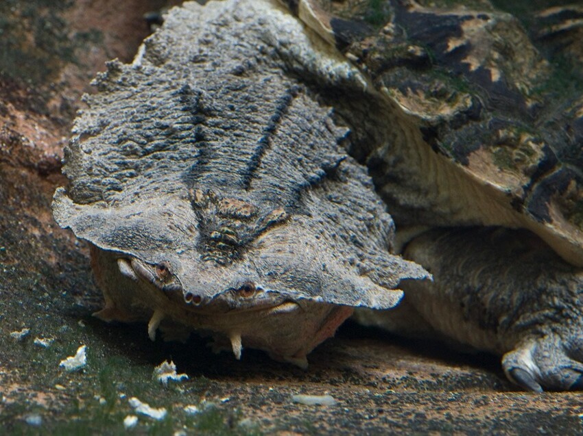 Бахромчатая змеиношеяя бокошейная черепаха