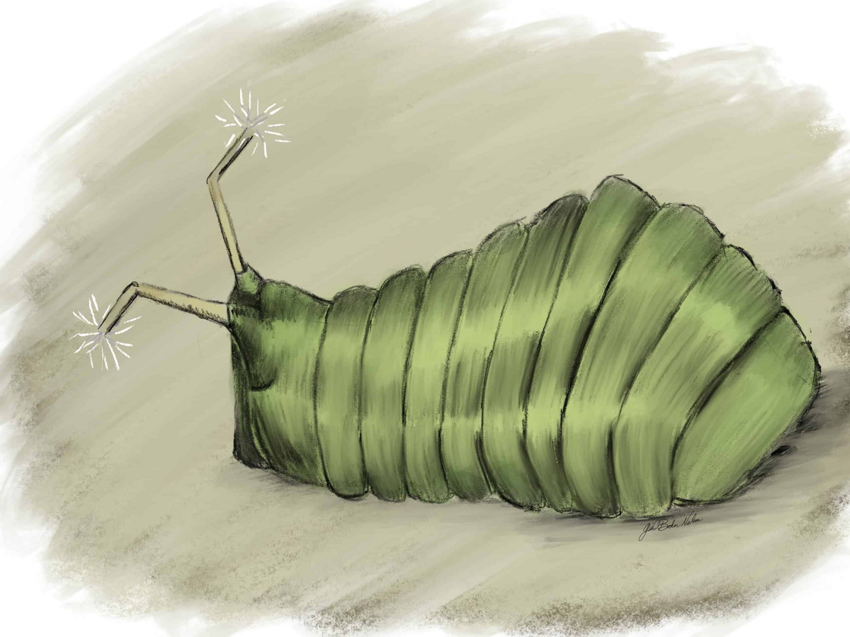 Куретис акута: Их гусеницы выбрасывают странные помпоны в случае опасности, а взрослые придумали «крылья-невидимки»