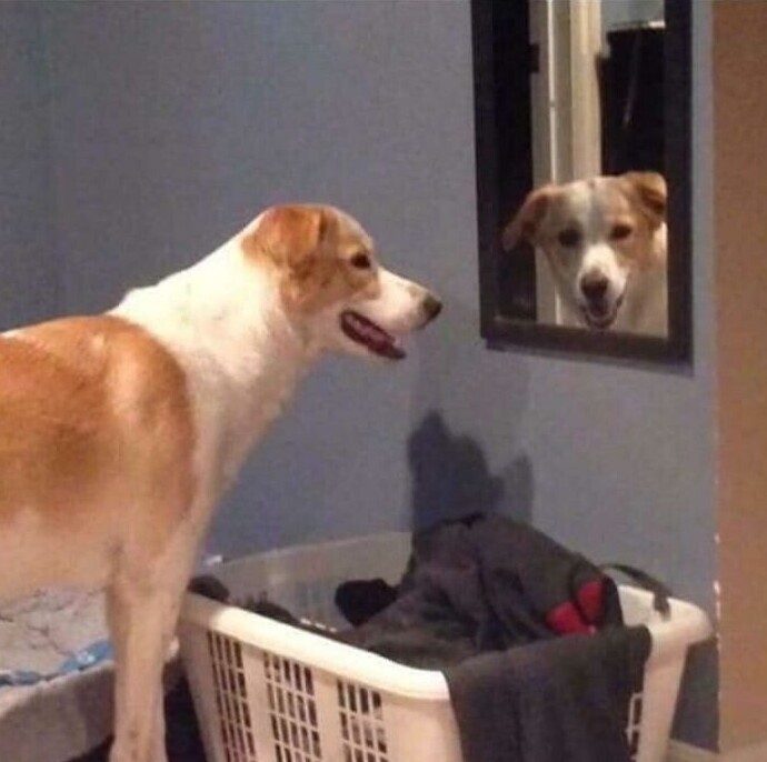 17. "Мой пес любит наблюдать за мной через зеркала"