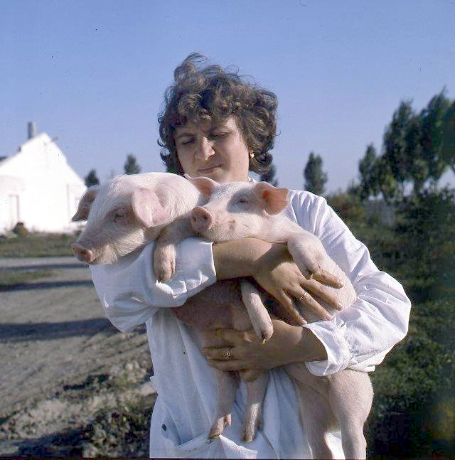 Свинарка с поросятами 1970е