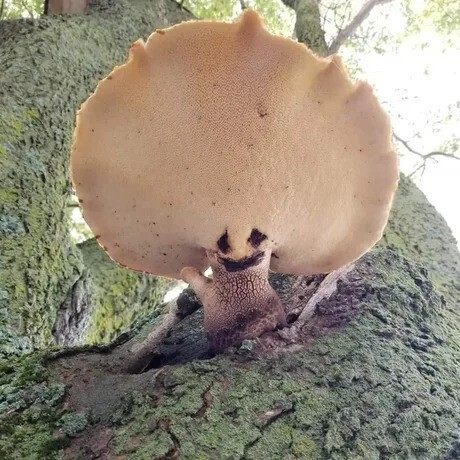 Доброжелательный гриб