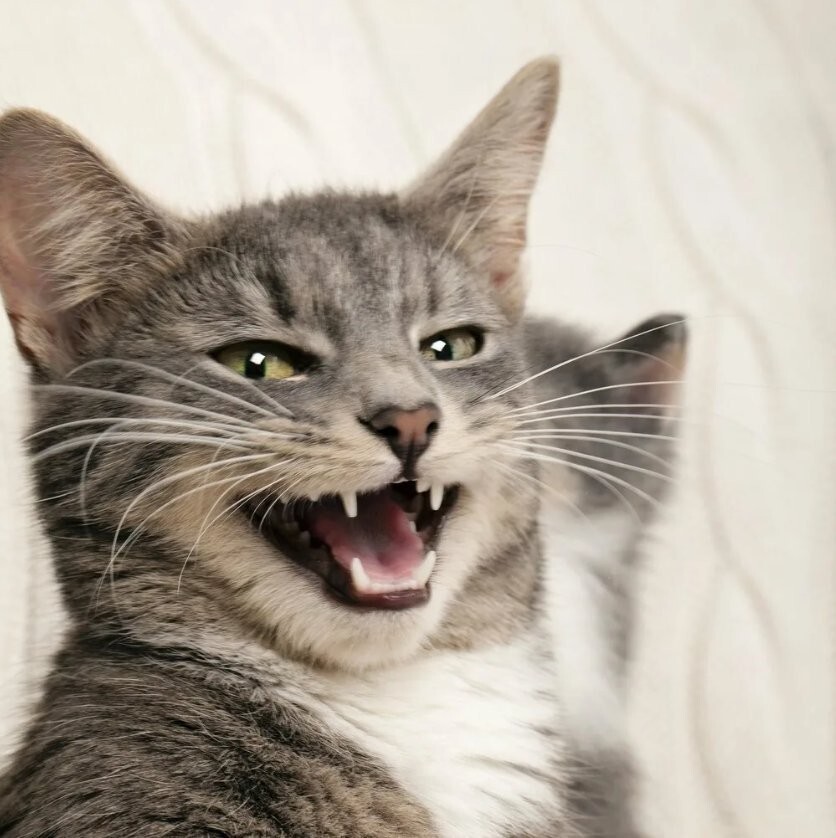 Смех до слез: фото котов, харизме которых позавидуют Аль Пачино и Сталлоне