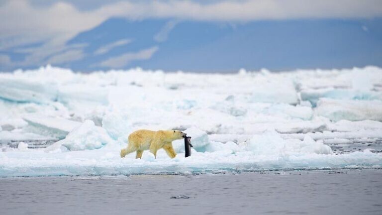 Забудьте о белых медведях, ведь Арктика является домом и для другого хищника