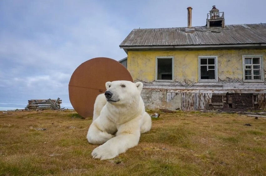 Здесь живет на заброшенных территориях множество диких зверей, на фото работа Дмитрия Коха с белыми медведями 