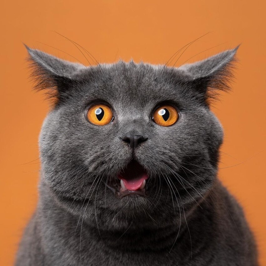 Фотограф из Германии делает потрясающие снимки котиков, показывая, сколько разных «я» может в них прятаться