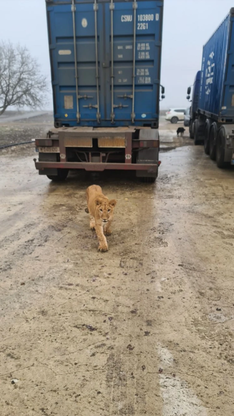 Я кормил его с руки, он уже часть нашей семьи