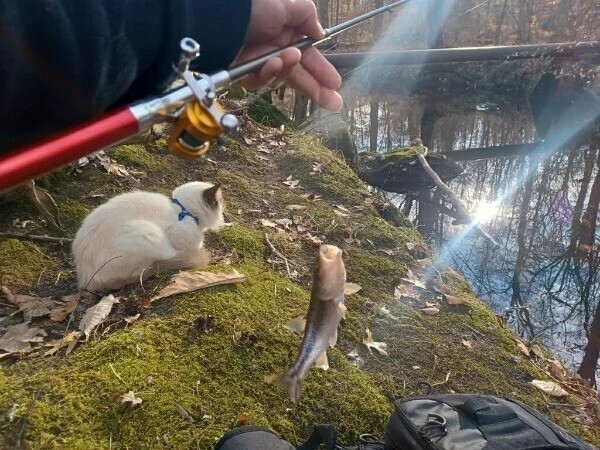 «Мой брат берет своего кота с собой на рыбалку»
