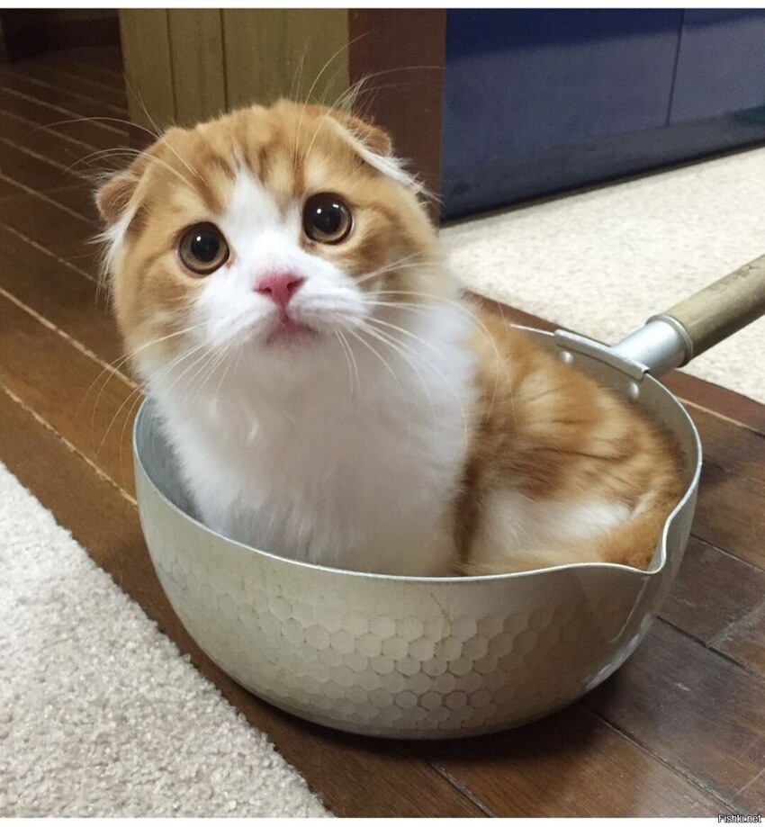 Солянка