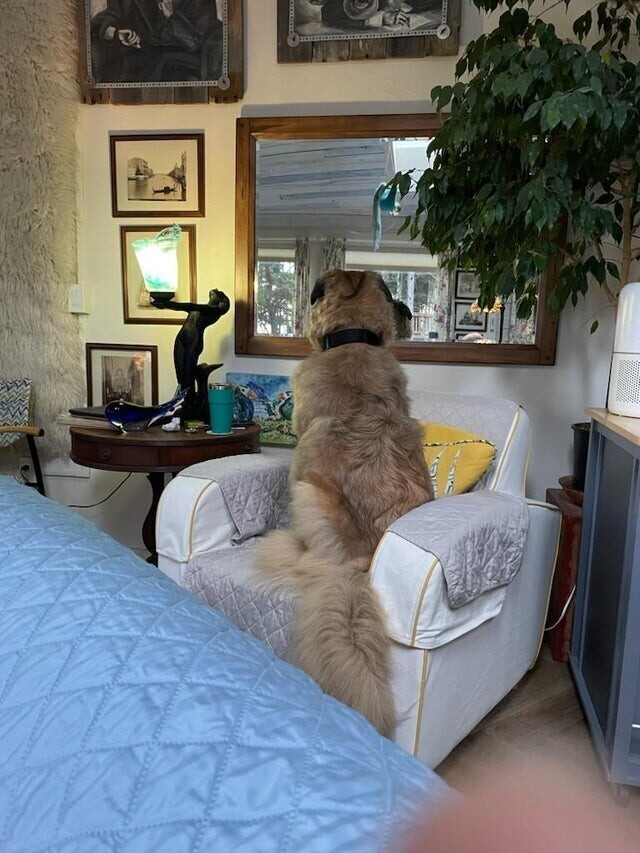 Наш пёс смотрит в зеркало, в котором отражается окно. Он уверен, что смотрит на улицу