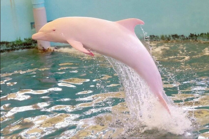 Чудесный дельфин