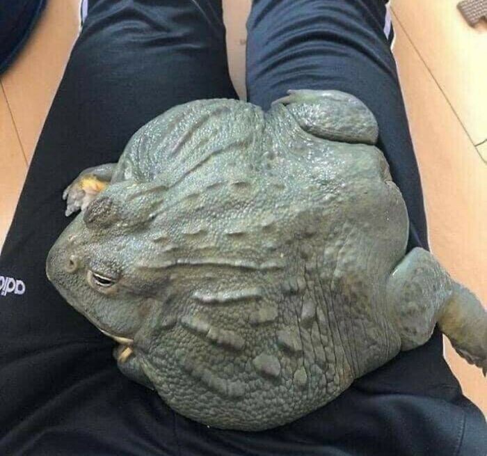 6. Роющая лягушка (African bullfrog)