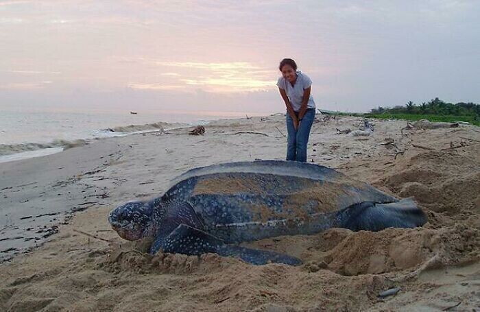 13. Кожистая морская черепаха, самая большая морская черепаха на Земле