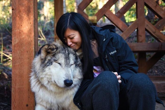В США есть заповедник, где можно пообниматься с волками
