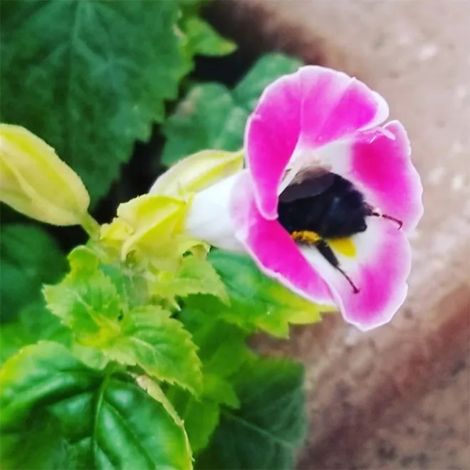 По данным Института Earthwatch, пчёлы и шмели фактически объявлены самыми важными живыми существами на планете
