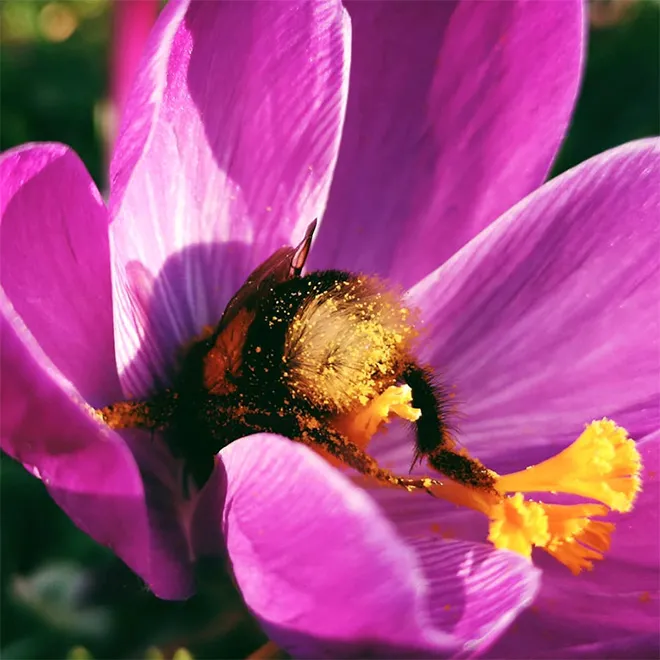 Шмели и пчёлы действительно иногда спят днём