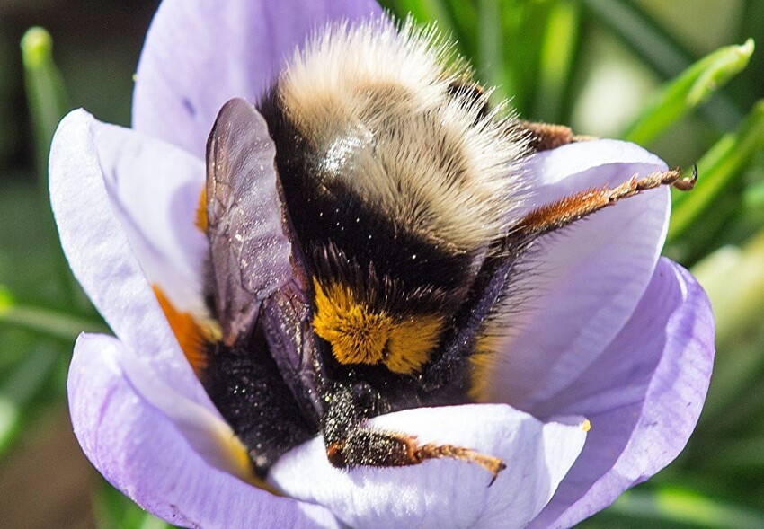 Из-за большого размера и вибрации шмели опыляют цветы лучше пчёл и других насекомых