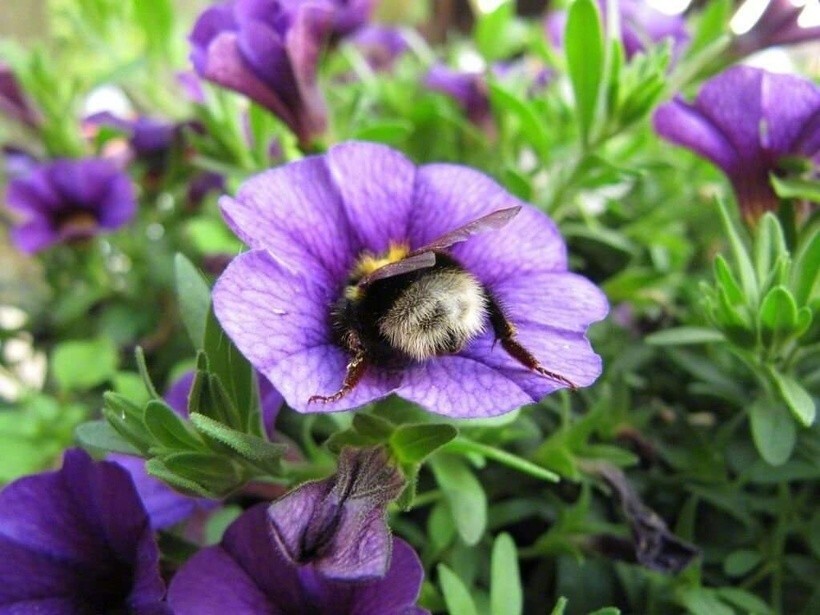 Во всём мире насчитывается 25 000 различных видов пчёл.