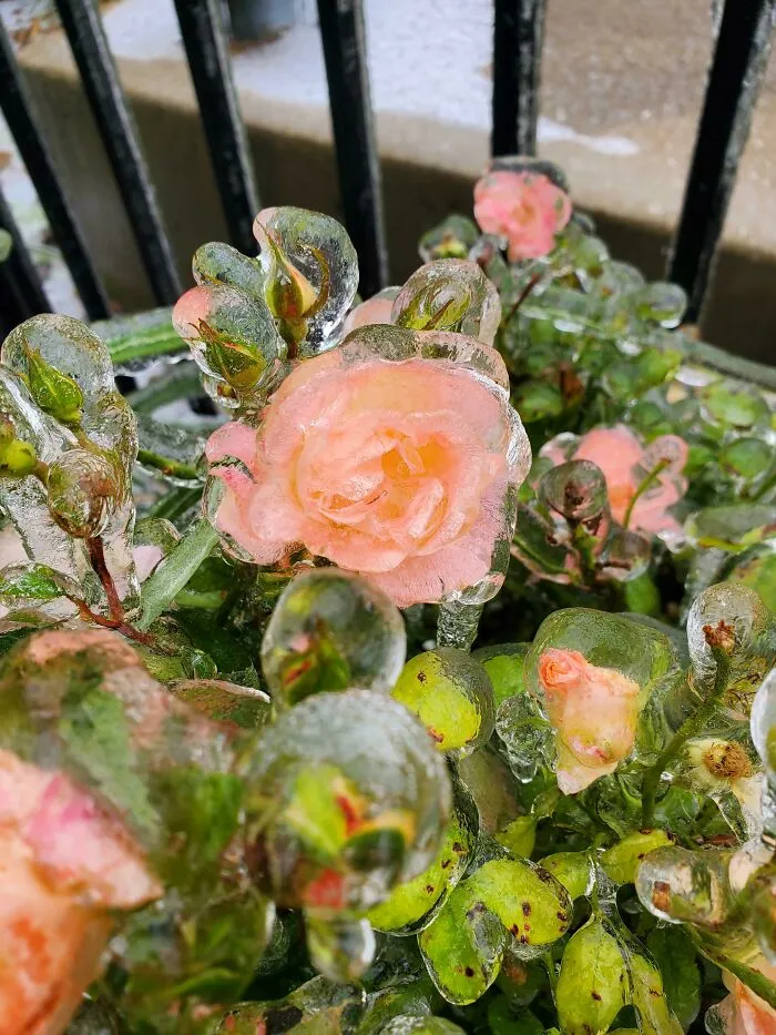 Ледяная буря застала розы на балконы