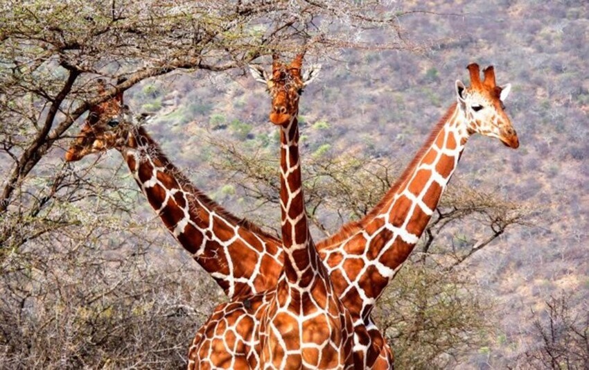 Африканский трёхголовый жирафозмей