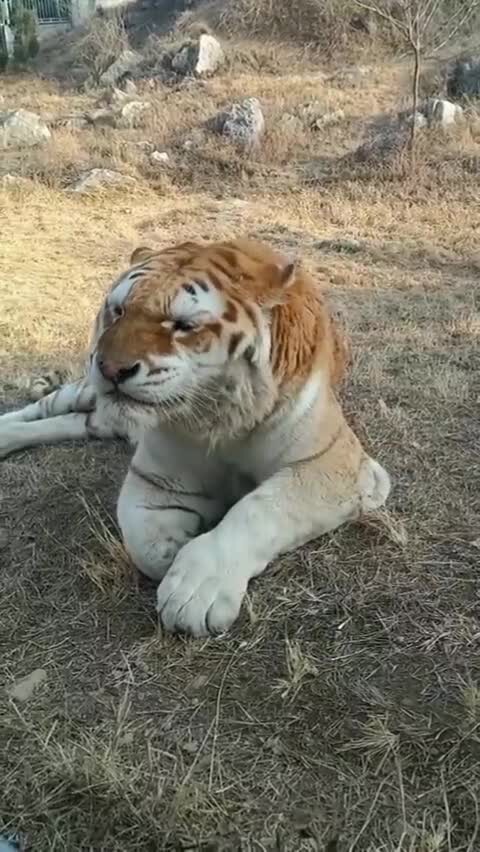 Мечтали увидеть чихающего тигра  