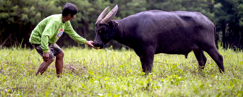 Тамарау: Корова без стадного инстинкта. Редкий зверь, что прячется в горных джунглях от людей и своих сородичей