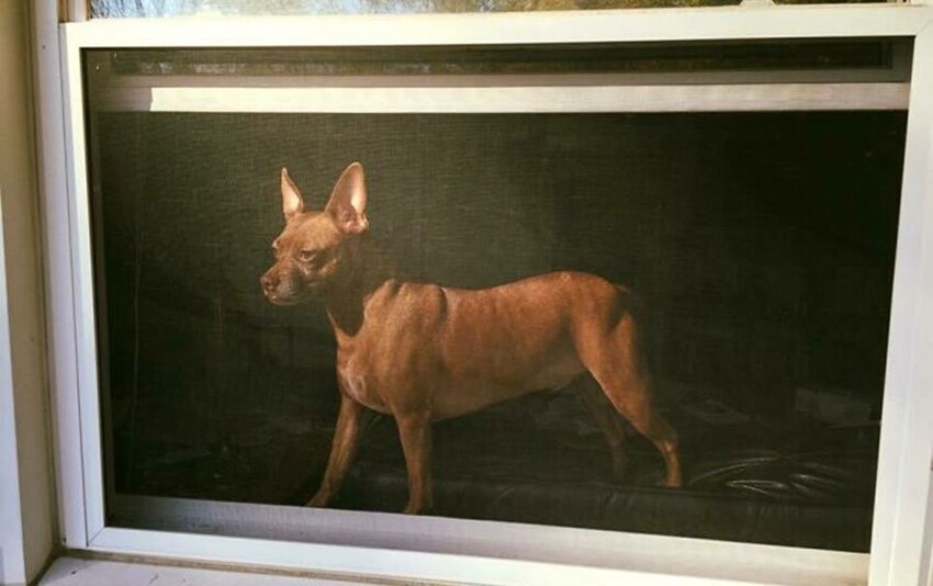 Реалистичная картина или живой пёс?