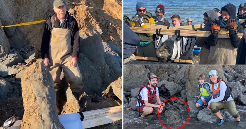 «Это как выиграть Кубок мира по палеонтологии»: Семья нашла на берегу череп кита возрастом 12 миллионов лет
