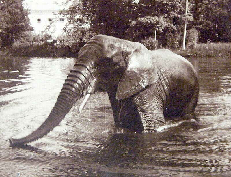 Откуда у Николая II были слоны и что с ними стало