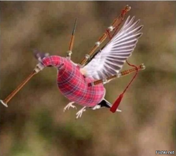 Редчайший снимок полёта самца шотландского колибри