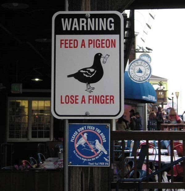 Не кормить голубей, потеряешь палец