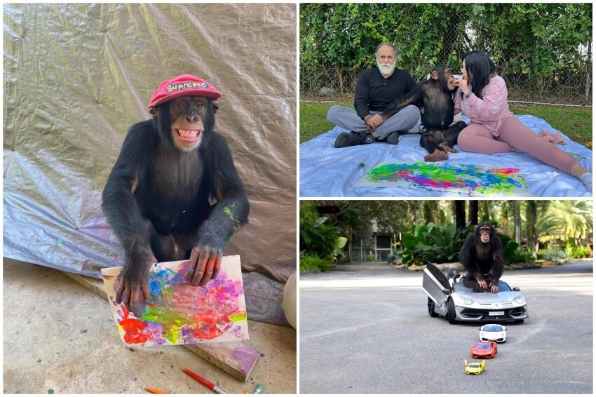 Шимпанзе, которого отвергла мать, становится интернет-сенсацией благодаря своим картинам за $1 000